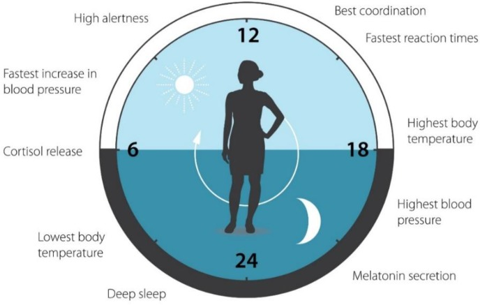 Image of your 24-hour circadian rhythm