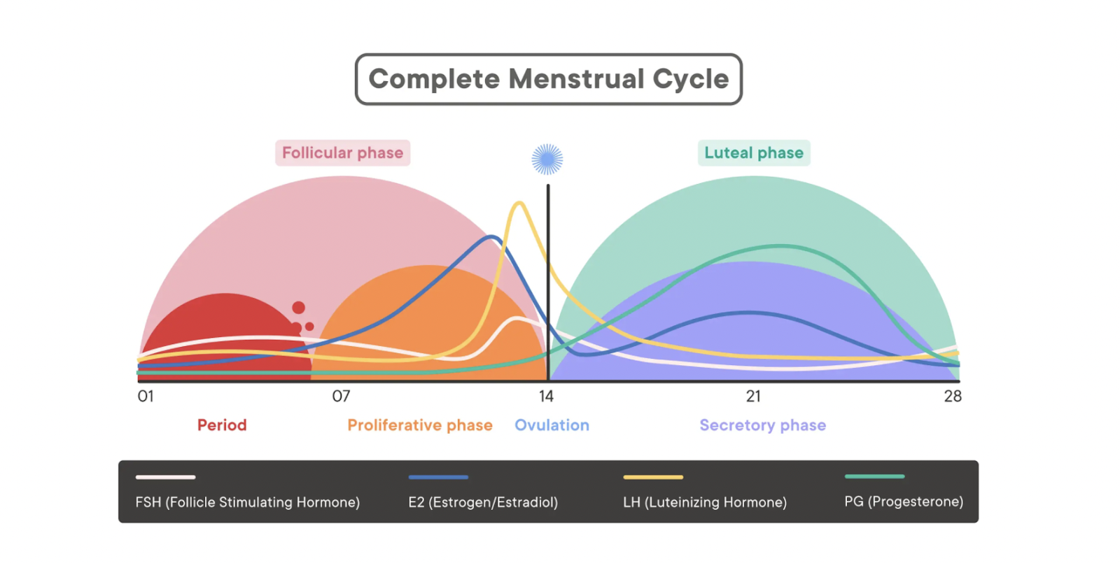 complete menstrual cycle